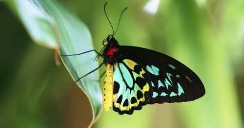 Cairns Birdwing Butterfly Australia