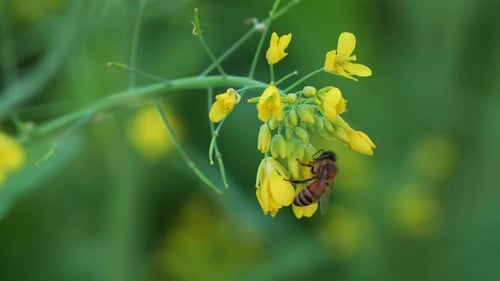 Buzzing honey bee busy pollinating the vibrant golden yellow flowers of rapeseed plant, close up sho