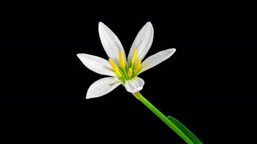Zephyranthes White Flower in Time Lapse on a Black Background. Fairy Lily, Zephyr Lily or Rainflower