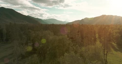 Aerial View Low Flight Above Evergreen Pine Tree Landscape with Endless Mountain Forest at Sunny