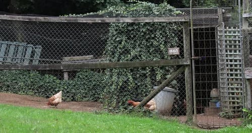 Static view capturing chickens freely pecking around and finding food in their natural environment.