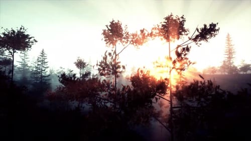Stunning Sunset Light Illuminating Pine Tree Branch