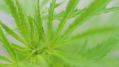 Frisches Laub einer Cannabispflanze, die sich mit dem Wind bewegt, verschwommener Hintergrund — Zeitlupe