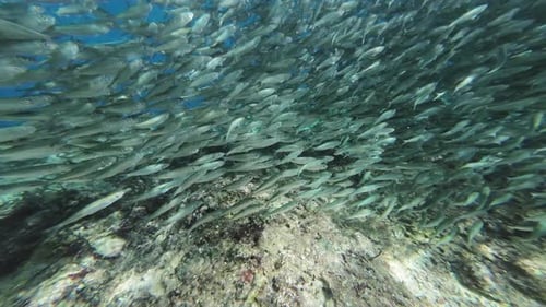 Underwater View of Shoal Sardine Fish in Sea