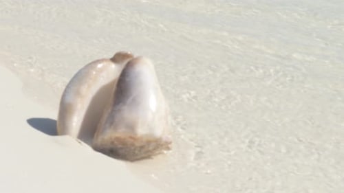 Close-up of a seashell on the sunny beach with soft waves in the background