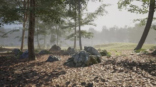 Serene Forest Landscape with Sunlight Filtering Through Tall Trees