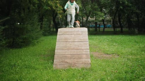 Woman Walks Beagle Dog Across Bridge in Park