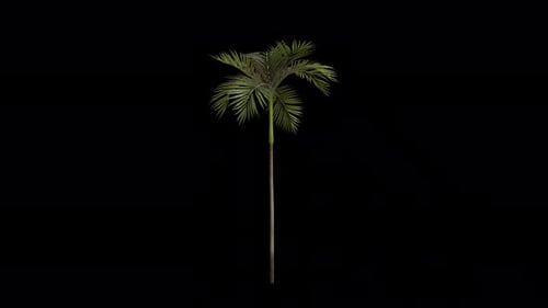 Areca Tree blowing in the wind. Alpha Channel. Loop Animation