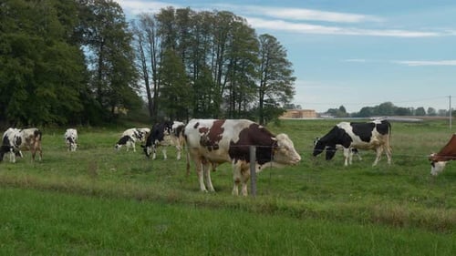 A herd of cows and a bull graze in a meadow behind an electric fence.