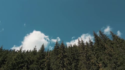 Drone view over a fir forest on a beautiful summer day