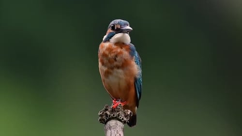 This Common Kingfisher was so friendly that it allowed me to come very close as I took this footage;