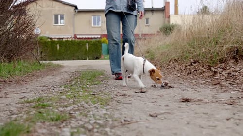 Adult Walking Small Dog on Rural Gravel Road