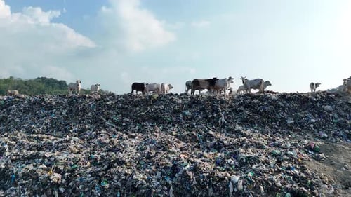 Cows graze on landfill in rural environment