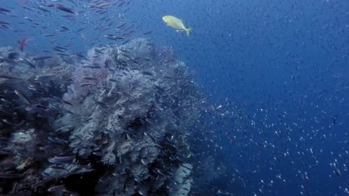 sea fans and bait fish