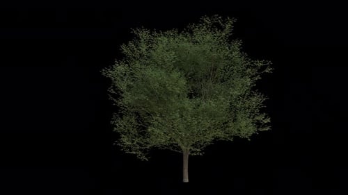 Hornbeam Tree blowing in the wind. European Hornbeam Tree. Alpha Channel. Loop Animation