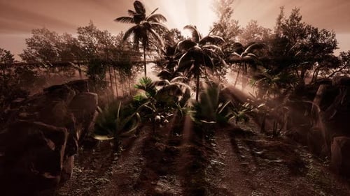 Incredible Tropical Green Forest View with Sun Flare in Morning