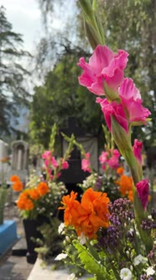 Vibrant gladiola flowers in a cemetery during Mexico's Day of the Dead celebrations