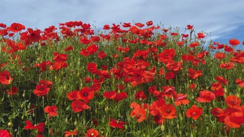 Wild red poppies spring season blue sky smooth glide