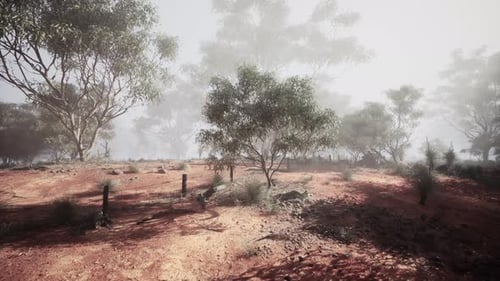 Dirt Field With Trees in the Background
