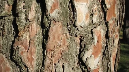 Detailed Shot of Textured Tree Bark