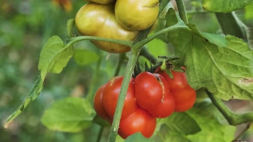 Tomates biologiques mûres cultivées dans le jardin et prêtes à être récoltées Agriculture