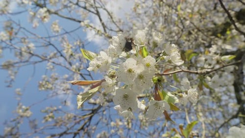 Hummel bestäubt weiße Blüten in einem sonnenbeschienenen Frühlingsobstgarten