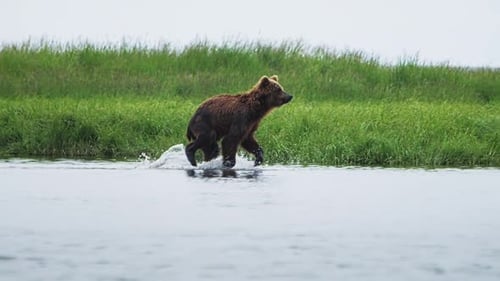 Slow Motion Handheld Footage of a Brown Bear Running Down the River