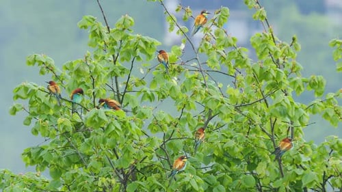 European Bee Eater