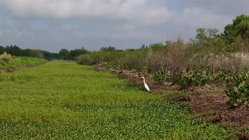 Snowy Egret (Egretta thula) in wetlands of Misiones jungle, wildlife conservation