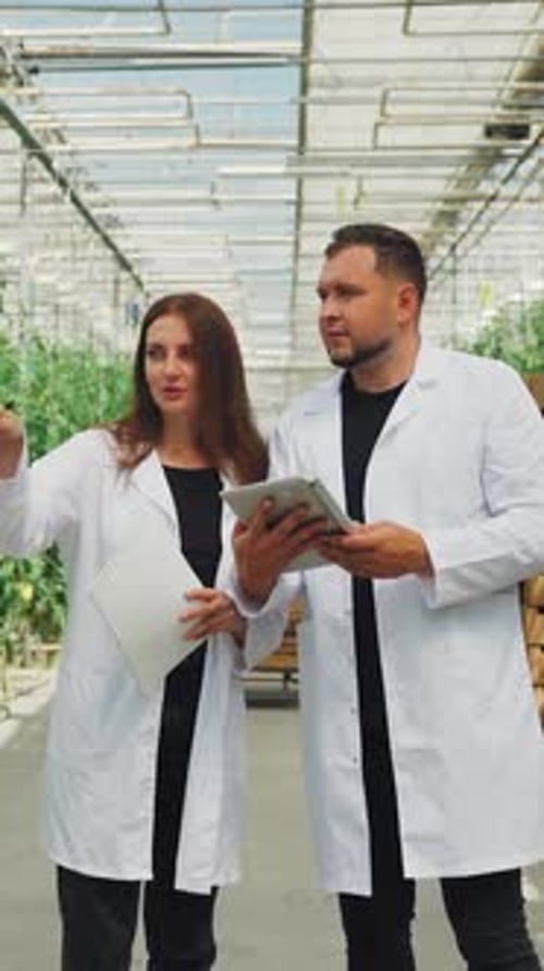 Greenhouse Workers Employees Evaluate Tomato Yield Quality and Plant Growth Size Amount of