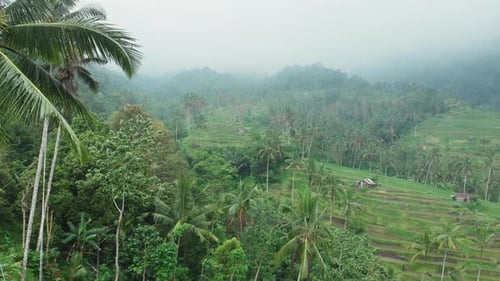Drone view on the rice terraces of Bali, Indonesia