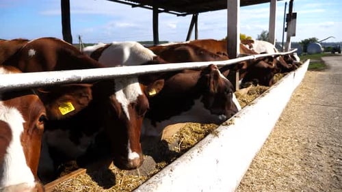Curious Cows Looking Into Camera on Dairy Farm Wellgroomed Kines Eating Hay at Milk Factory Cattle