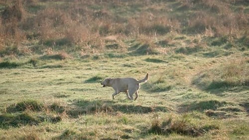 A Golden Colored Labrador Retriever Frolicking During an Afternoon Walk Domestic Adult Pet Running