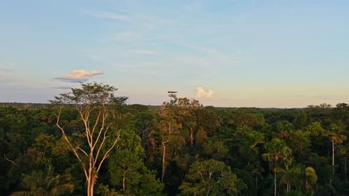 La dorada luz del sol baña la exuberante selva amazónica: torre de observación de madera con dosel que emerge del verde