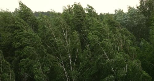 Wind Bending Trees in Strong Winds