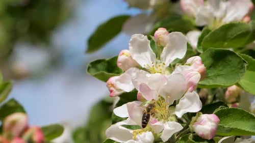 Bees Pollinating Flowers on Tree Branch in Spring