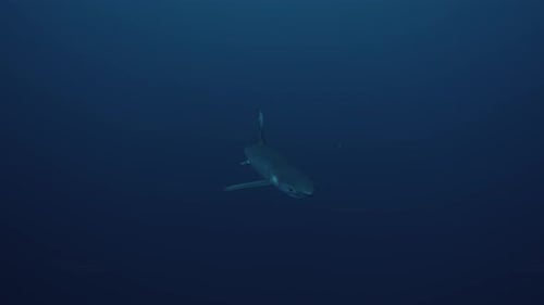 Shark Gliding Through Deep Blue Ocean Waters
