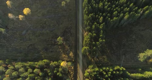 Flight over the misty forest