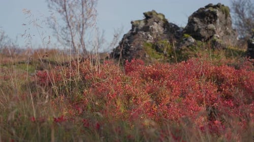 Herbstfarben auf Pflanzen mit alter Lava im Hintergrund.