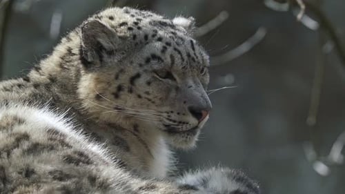 Snow leopard - Irbis