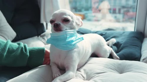 Cute Adorable White Chihuahua with Protective Mask Lying on Pillows Near Window Closeup Young Woman