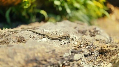 A close-up shot capturing the intricate details and patterns of a lizard's skin as it enjoys the war