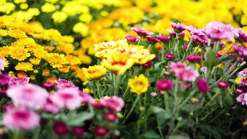 Yellow And Violet Dahlia Hybride. Garden Plants Of Brightly Colored For Parks