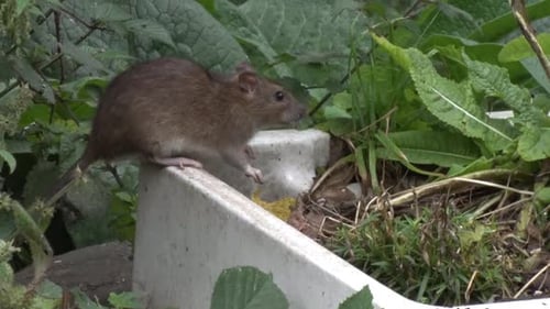 A Brown or Norwegian Rat, Rattus norvegicus, foraging beneath a bird feeder. Autumn. UK