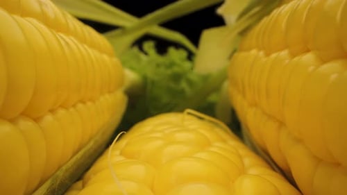 Close Up of Three Ears of Corn