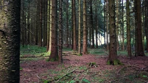 Camera hovers slowly through dark forest and trough trees – 4k