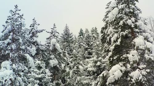 Beautiful snow scene forest in winter. Flying over of pine trees covered with snow.