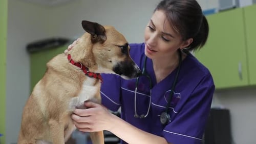 The Veterinarian Inspects Cute Dog in Veterinary Clinic Medical Business Woman Love Man Doctor