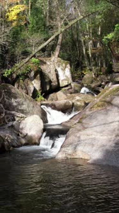 Dense Forest Scene with a Stream Mosscovered Rocks