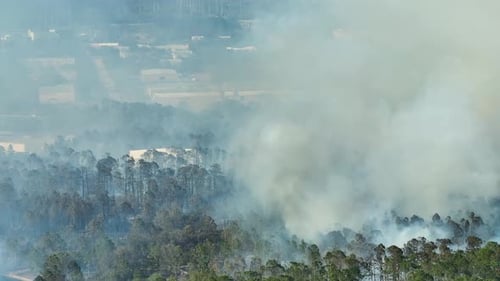 Aerial View of Large Wildfire Burning Severely in Florida Jungle Woods Hot Flames with Dense Smoke